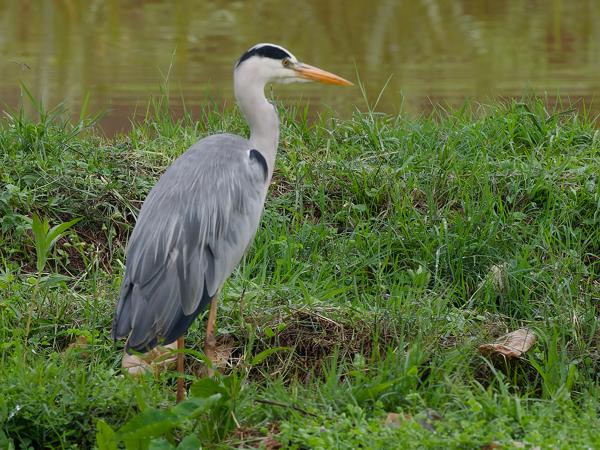 <h3><a href="/trips/tanzania/biota/animalia/chordata/aves/015 pelecaniformes/002 ardeidae/ardea cinerea/ardea cinerea-nl.html">Ardea&nbsp;cinerea</a> / Grey&nbsp;heron / Blauwe&nbsp;reiger</h3>OM-1 Mark II met OLYMPUS M.150-400mm F4.5, 1/1250 sec  bij F8.0, ISO 2000, afstand 62.3&nbsp;m